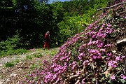 22 Bellissime estese fioriture